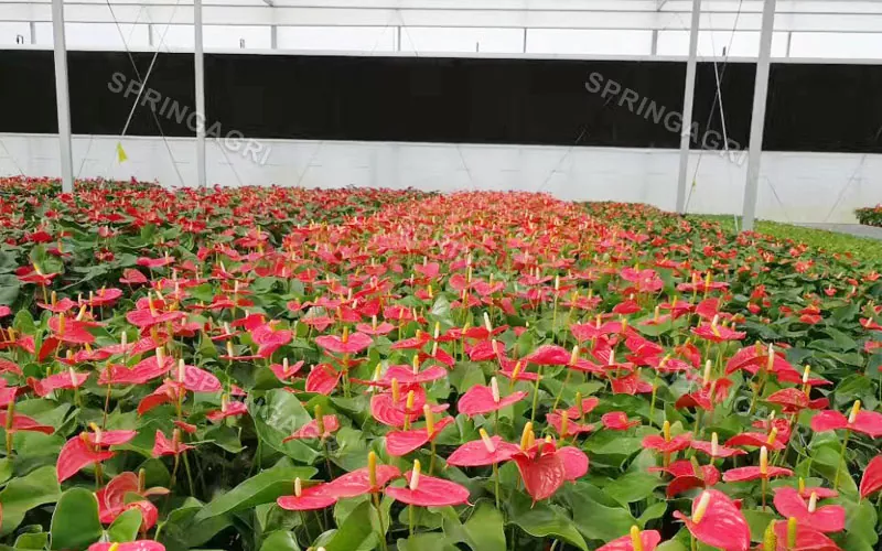 Multispan Anthurium கிரீன்ஹவுஸ் விற்பனைக்கு