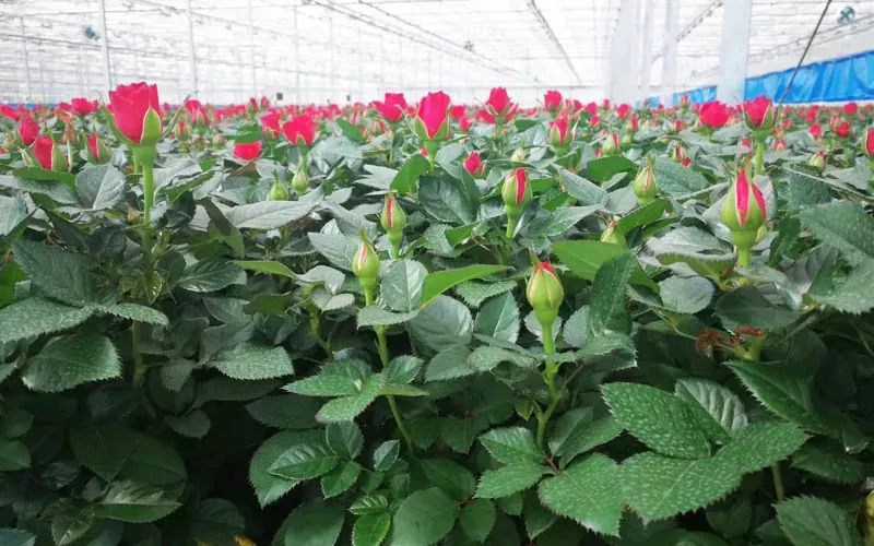 ரோஸ் மற்றும் துலிப் கிரீன்ஹவுஸ்